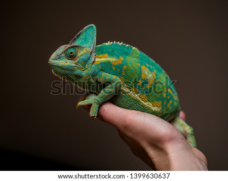 beautiful green and blue chameleon sitting on a hand and posing for the camera