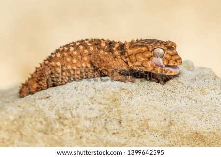 Close up of the oriental garden lizard, eastern garden lizard or changeable lizard (Calotes versicolor) on the sand.