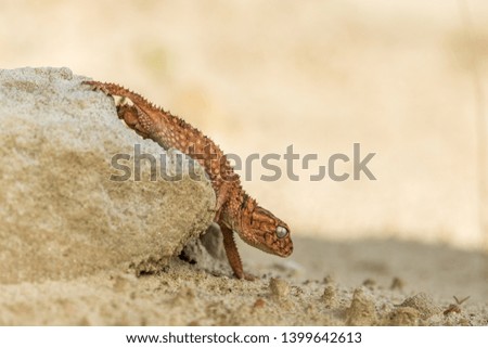Close up of the oriental garden lizard, eastern garden lizard or changeable lizard (Calotes versicolor) on the sand.