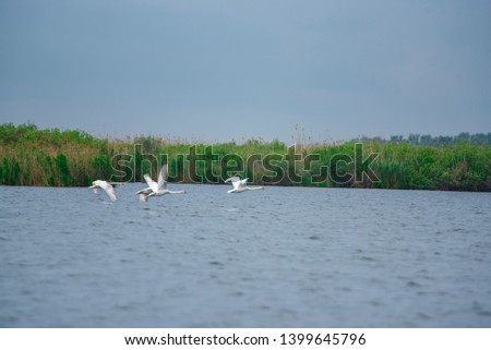 Birds in Danube Delta, Romania