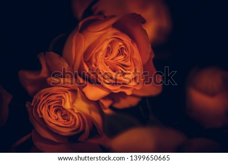 Beautiful delicate roses flowers clouseup picture. Macro shot, soft selective focus photo. Floral dark night vintag toned background image