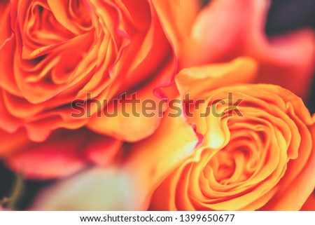 Beautiful delicate roses flowers clouseup picture. Macro shot, soft selective focus photo. Floral vintag toned background image