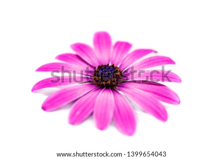 purple daisy flower, side view, isolated on white background