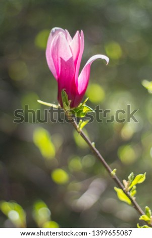 Beautiful spring flowers magnolia blossoming over blurred nature background, selective focus.