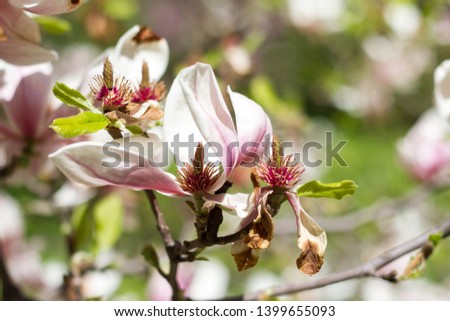 Beautiful spring flowers magnolia blossoming over blurred nature background, selective focus.
