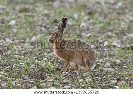 Hare on Chalk Farm land Wiltshire UK