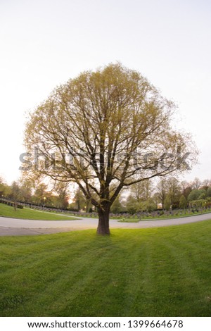Wide angle photo of a tree in a graveyard.