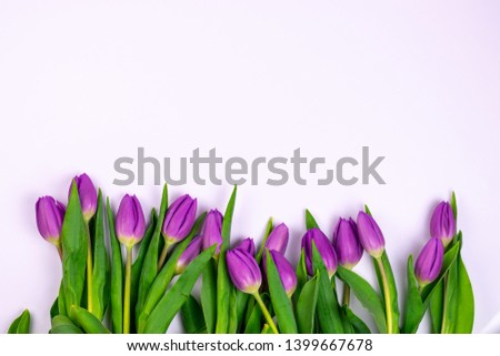 Tulips background. Spring flowers banner - bunch of purple  tulip flowers on white background