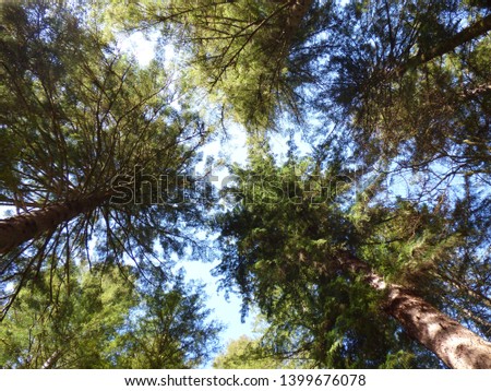 Looking up pine trees in different perspective