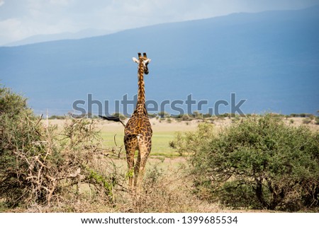 Giraffe's back in Serengeti savannah against big mountain on the background