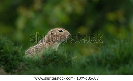 Portrait of European ground squirrel