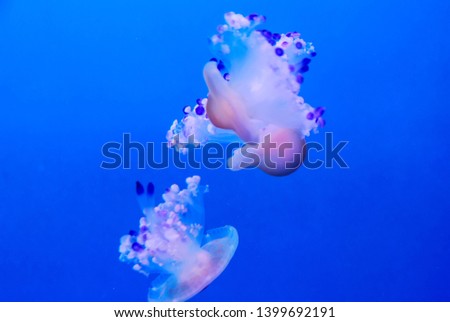 jellyfish in water, digital photo picture as a background