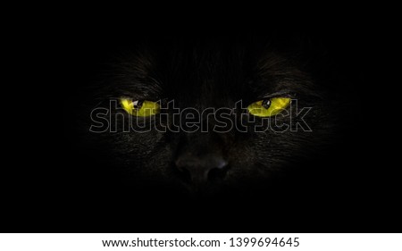 close up of black cat with yellow eyes on black background. Horror atmospheres and halloween concept. Look panther and witch eyes. Bad luck and superstition concept.