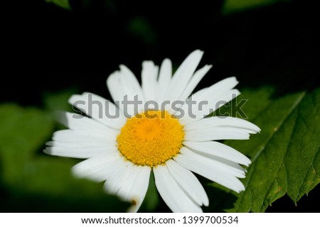 Macro photo of a beautiful flower wild daisy. Daisy flower with white petals. Blooming chamomile grows in the meadow against the background of plants and grass.
