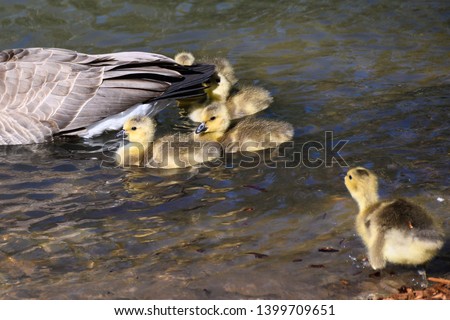 Adorable Newborn Goslings Swimming Beside Their Mother 