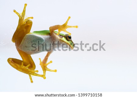 Take a picture of a frog where there is nothing