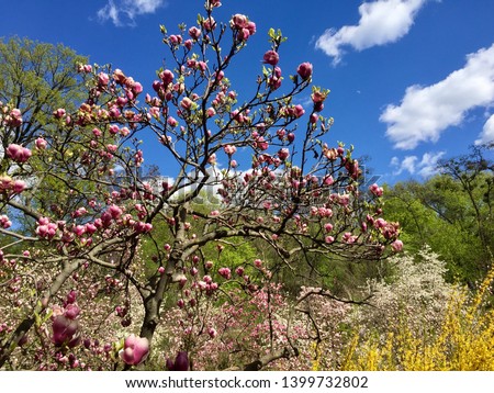 Magnolia spring garden in Kyiv (Ukraine)
