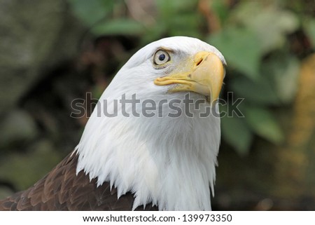 Bald Eagle Looking Up to Sky