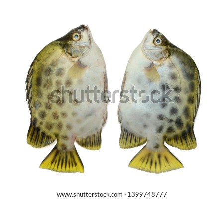 Fresh Spotted scat fish isolated on white background