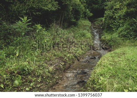 stream moving through green forest