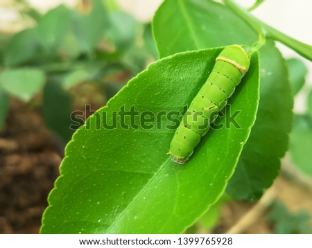Selective focus of the green worm on the green leaf.Spodoptera litura, otherwise known as the tobacco cutworm or cotton leafworm, is a nocturnal moth in the Noctuidae  family.