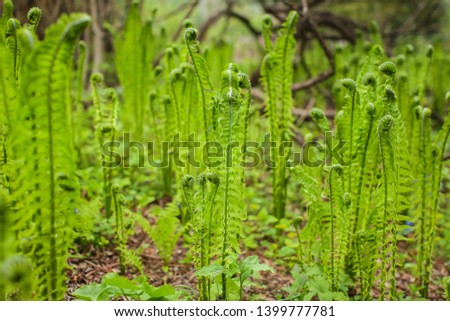 Beautyful young ferns leaves green foliage growing in spring forest. natural floral fern background.