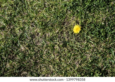 Green grass surface with yellow flower