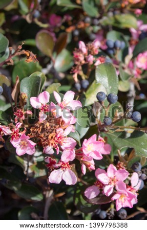 Shrub covered with purple berries and pink flowers