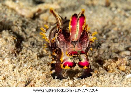 Flamboyant Cuttlefish, Metasepia pfefferi, is a species of cuttlefish occurring in tropical Indo-Pacific waters off northern Australia, southern New Guinea, Philippines, Indonesia and Malaysia.