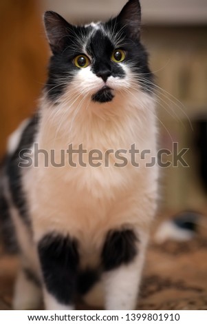 beautiful fluffy home black with white cat