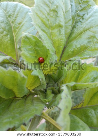 Picture of a tiny ladybug looking for food on a sunflower leaf