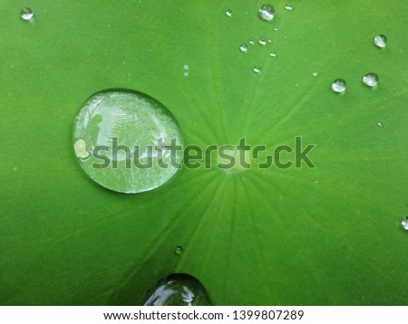 Water drops on the lotus leaf