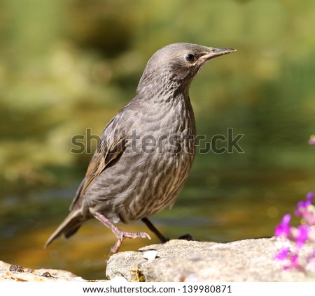 Portrait of a juvenile Starling
