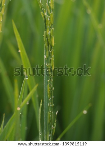 Dew on top of many fresh rice.