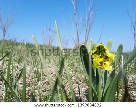 Picture of flowers with bags. Photos with Yellow Flowers. Flowers Image
Ladybug on narcissus. Bug on flower.