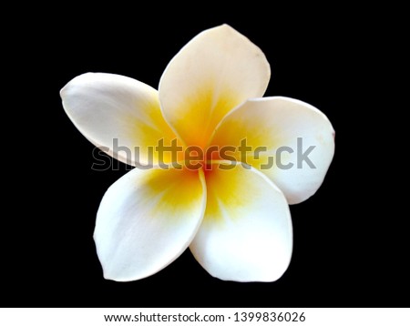 Frangipani flower isolated on black background. Tropical flowers frangipani. Frangipani flowers are many in Bali, Indonesia. Plumeria flowers with a combination of white and yellow.