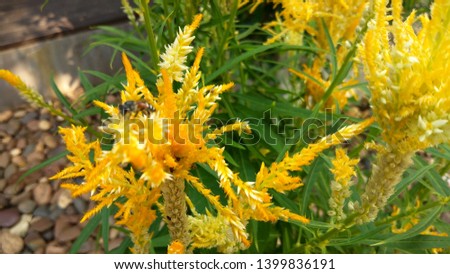 Little bee on yellow flowers