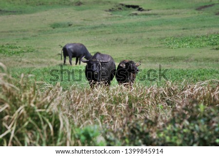 Cows in a field of grass in Palaui island, Cagayan, Philippines.