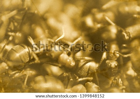 Ant background. Many red forest ants gathered in a heap on an anthill in the spring