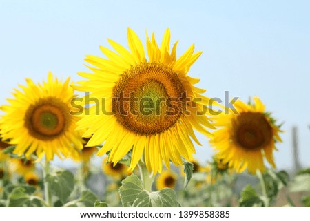 Sunflower field sunset  landscape close-up