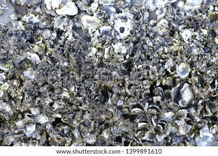 Various sea shells attached to each other forming irregular rocky substance with numerous sharp points and edges.
