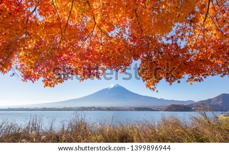 Mount Fuji at Lake kawaguchiko in Japan during autumn. Maple leaves cover the top of picture.   