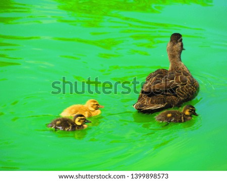 Duck and Ducklings in a river