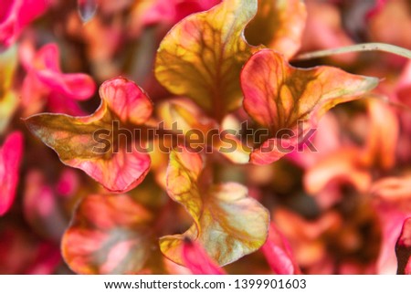 Codiaeum variegatum (Croton, Variegated Laurel, Garden Croton, Orange Jessamine) colorful leaves, creative leaves pattern, texture, ornamental plants, close up