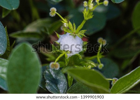 Macro photo of flowering plant, closeup