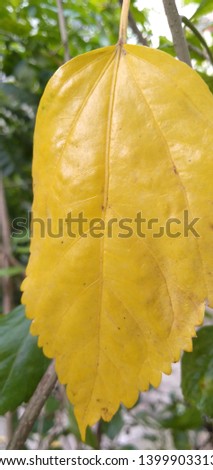 yellow aged hibiscus leaf in the garden background