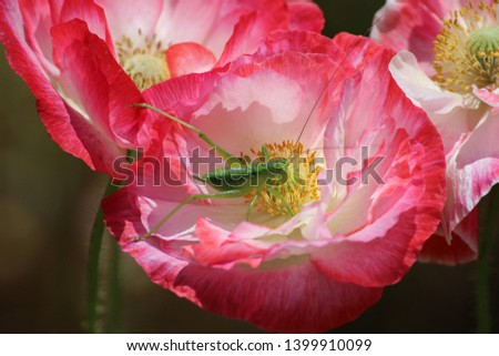pink poppies in the garden,Insects in pollen ,Berber meets insect eyes