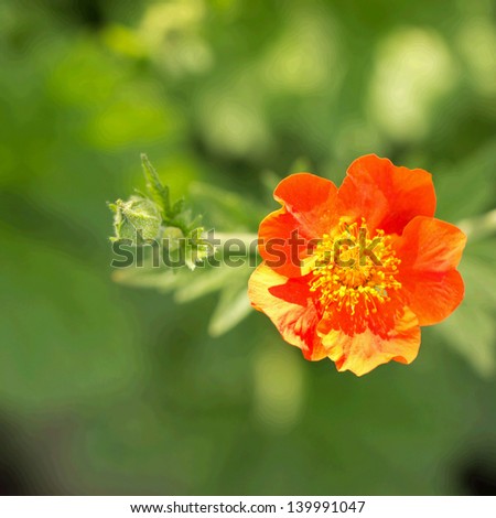 Orange flower in a garden