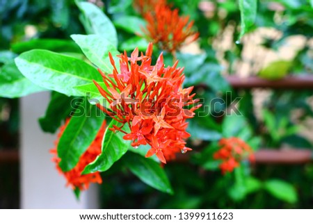 Bloody red Ixora bloom so beautiful. Ixora or West Indian Jasmine a tropical evergreen trees and shrubs, every popular in Asia. There are many colors, red, pink, orange and violet. Selective focus.