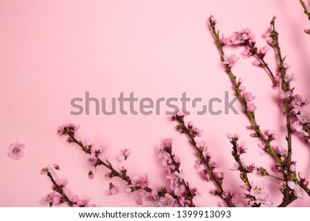 Peach blossom on pastel pink background. Fruit flowers. - Image